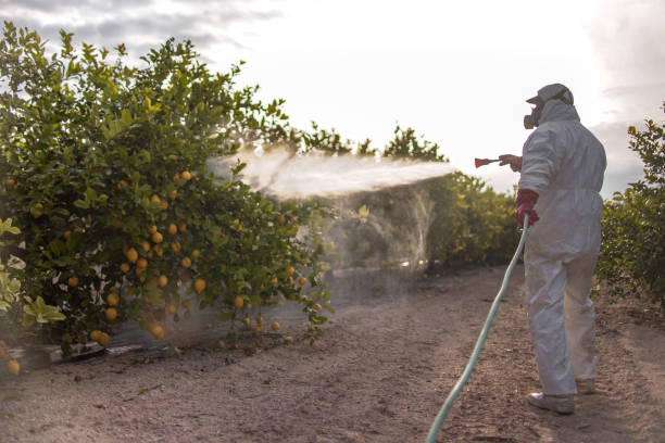 Wasp Removal Services in Sandy Hook, CT